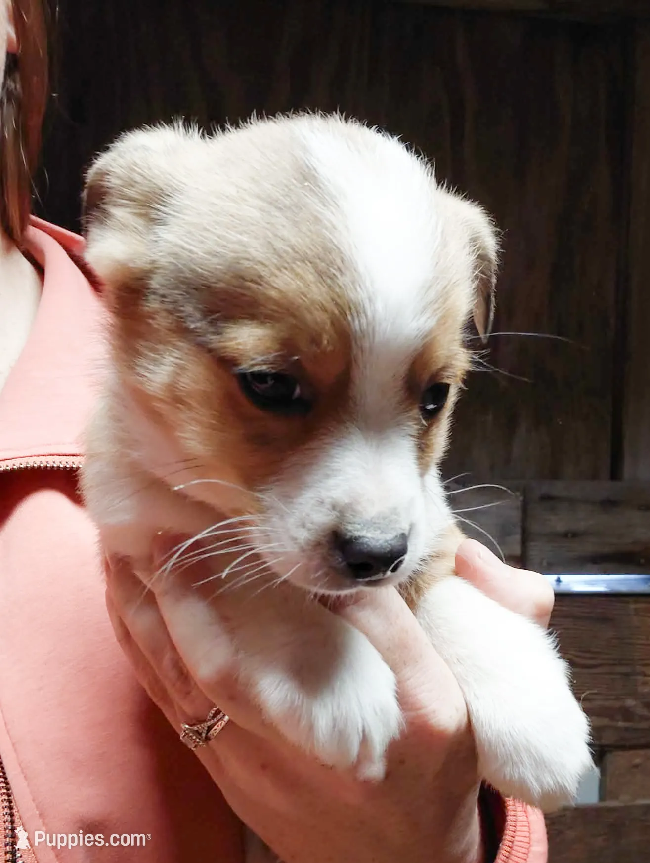 puppies.com michigan