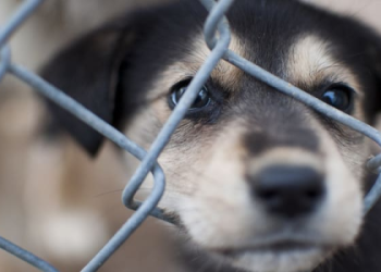 petfinder ohio dogs for adoption