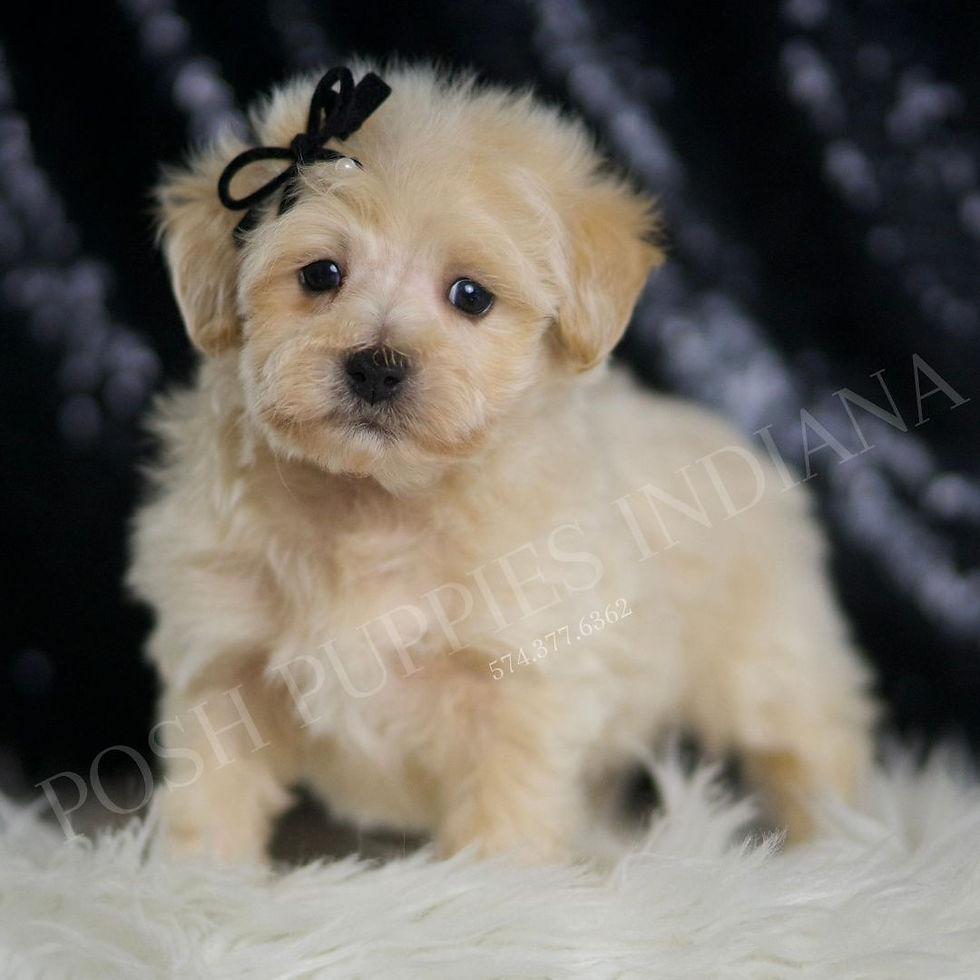 maltipoo indiana