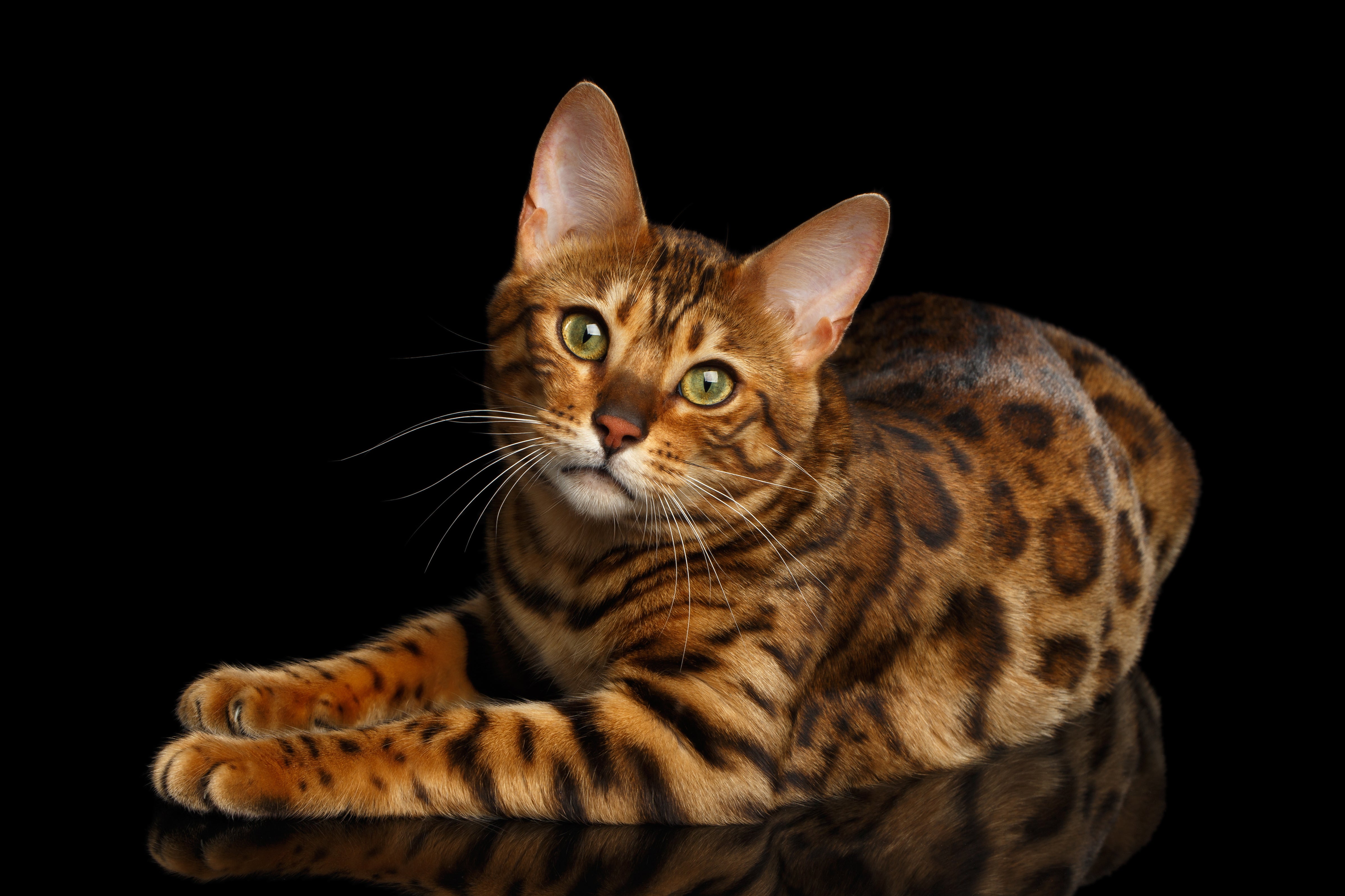 bengal kittens for adoption