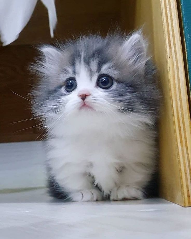 cute small cat
