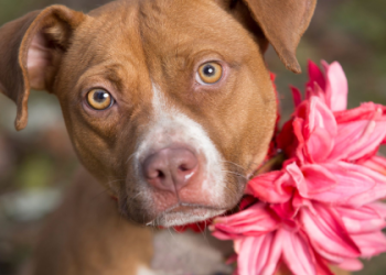 pets thecountyoffice