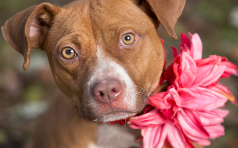 pets thecountyoffice