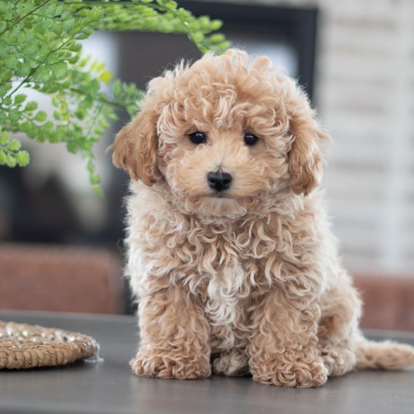 maltipoo breeders in illinois
