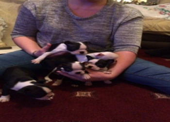 boston terrier puppies texas
