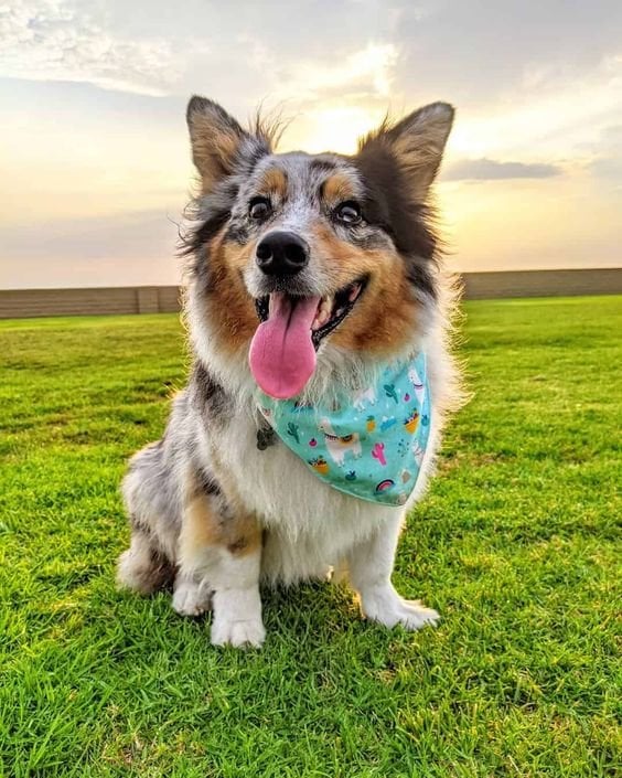 corgi australian shepherd mix