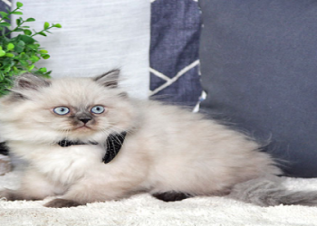 kittens for sale rockford illinois