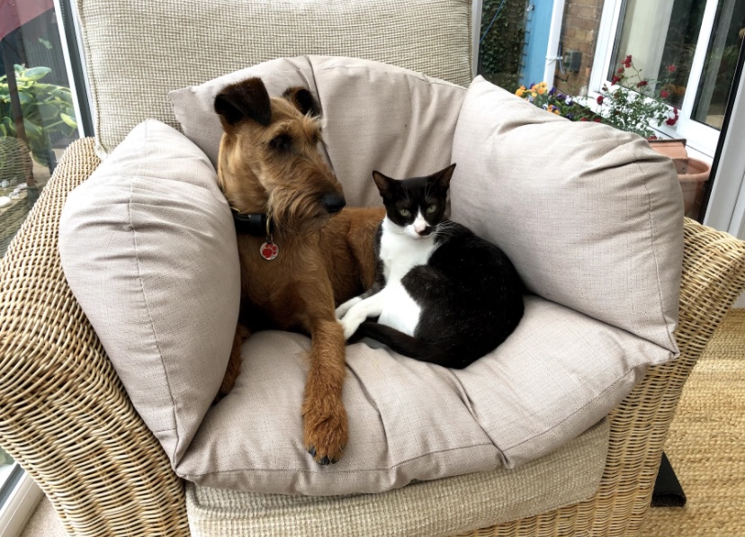 terriers and cats