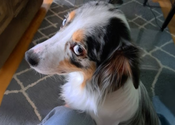 aussie friends rescue