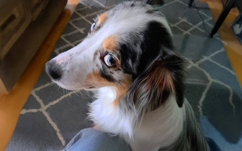 aussie friends rescue