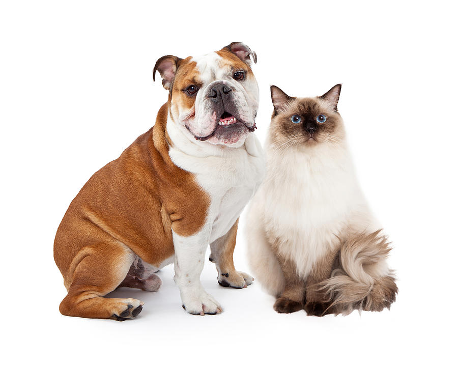 english bulldog and cats
