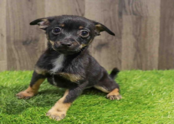 chihuahua puppies washington