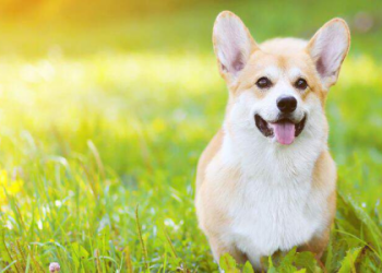 best small breed dogs for seniors