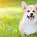 best small breed dogs for seniors