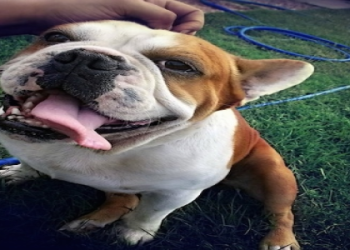 boston bull terrier mix