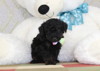 toy poodle for sale pa