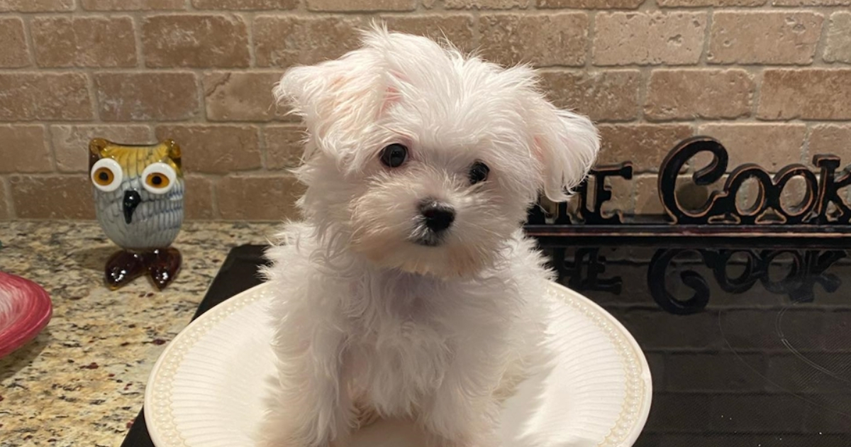 maltese puppies for sale new jersey