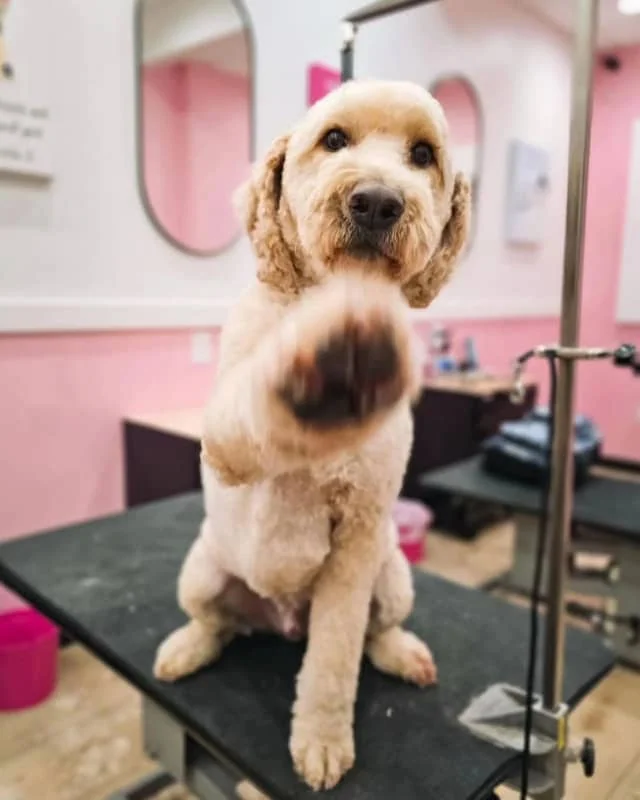 dog grooming englewood nj