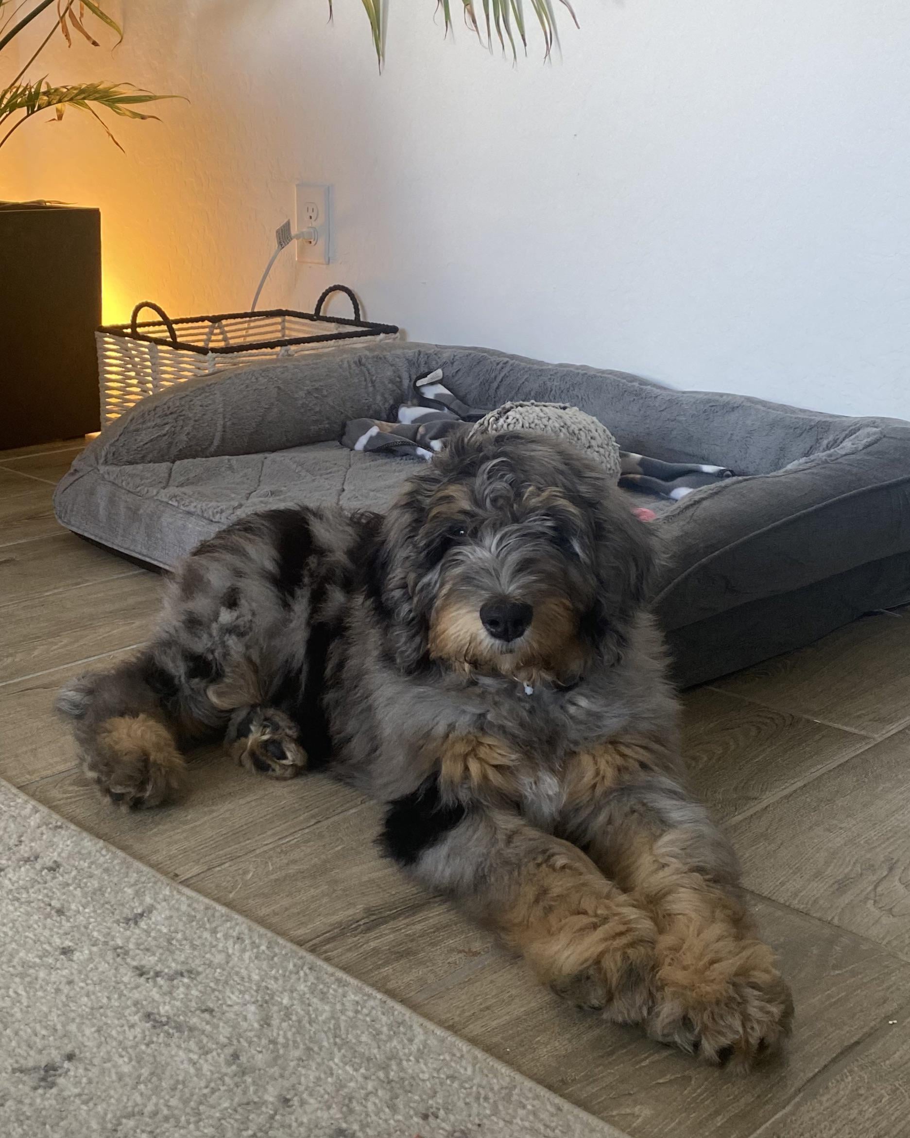 best dog food for bernedoodle