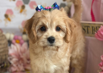 bichon and chihuahua mix
