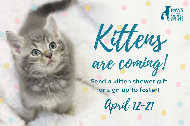 kitten adoption philadelphia pa