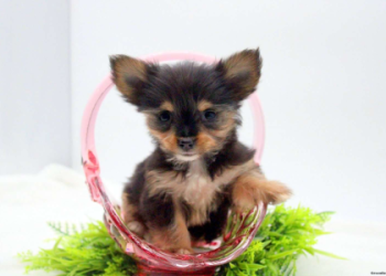 adult chihuahua for sale