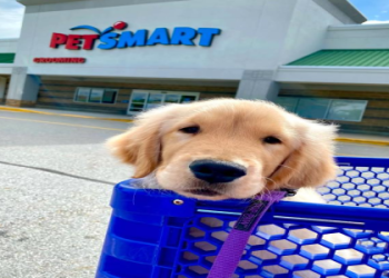 best place to sell dogs