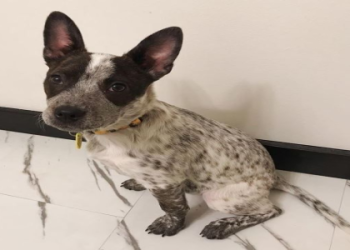 boston terrier aussie mix