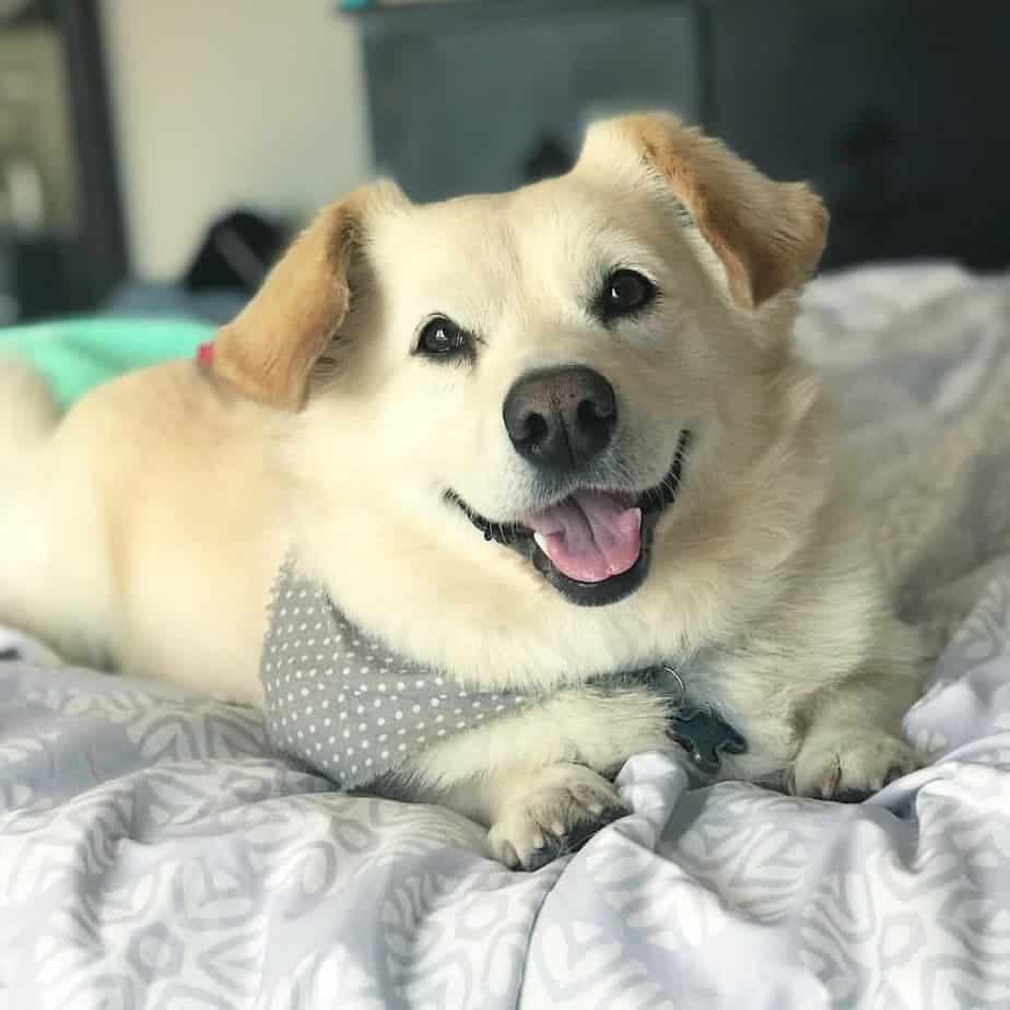 corgi and golden retriever mix for sale