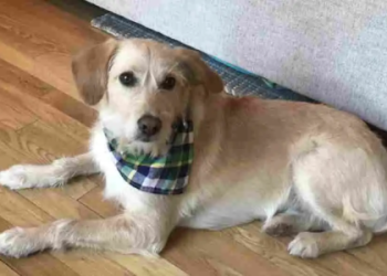 wheaten terriers for adoption