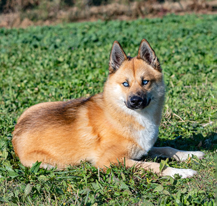 pomskies for adoption
