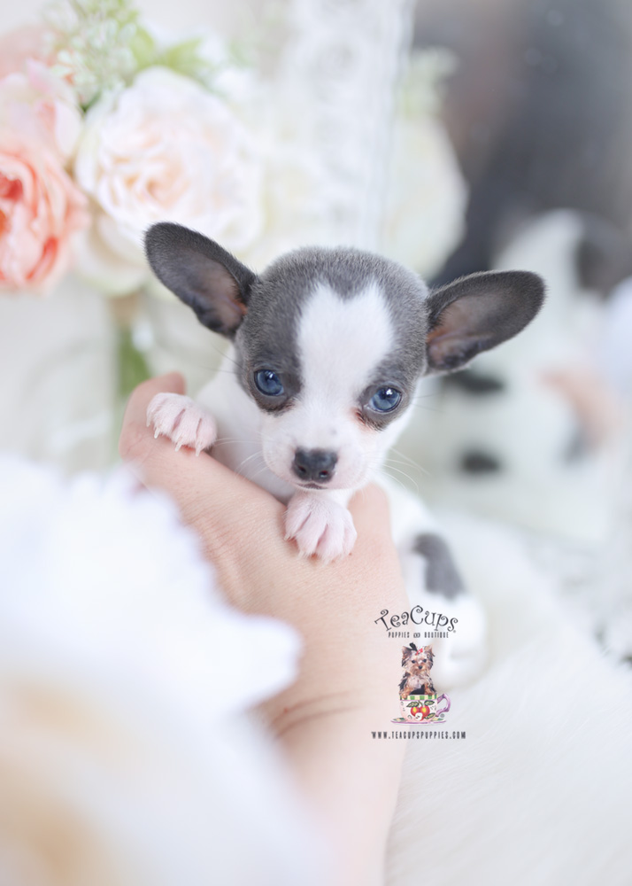 chihuahua puppies for sale florida