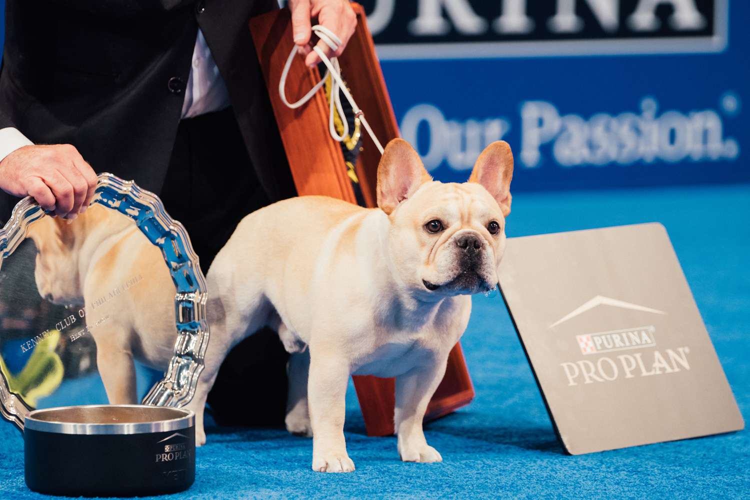 best in show french bulldog