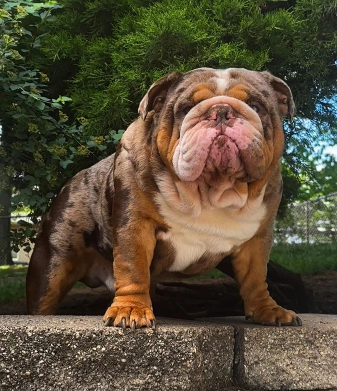 exotic english bulldogs