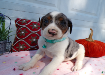 chihuahua for sale michigan