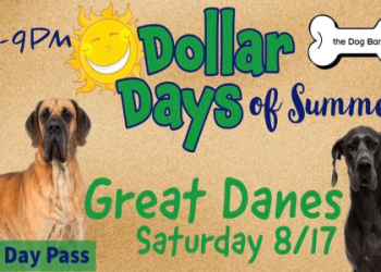 great dane rescue florida