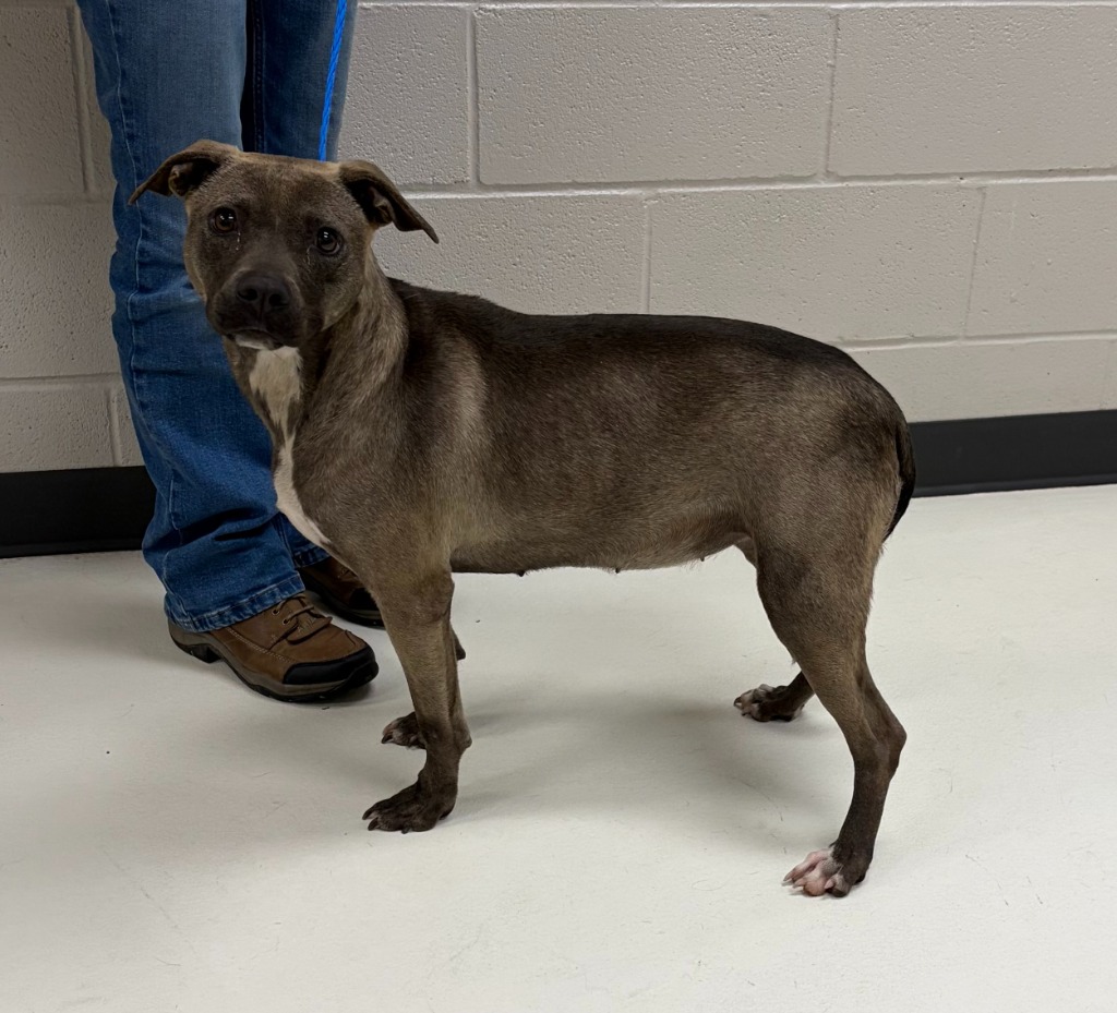 gordon county animal control