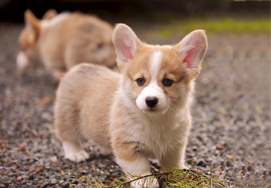 corgi puppies for sale washington