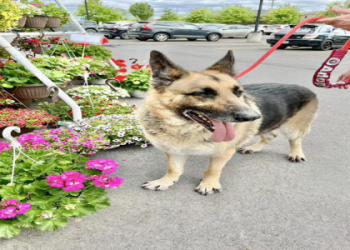 petfinder birmingham