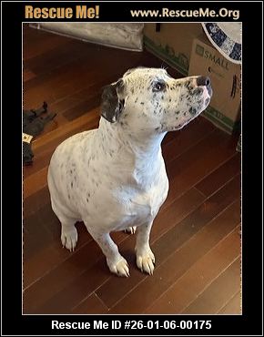 boxer rescue south carolina