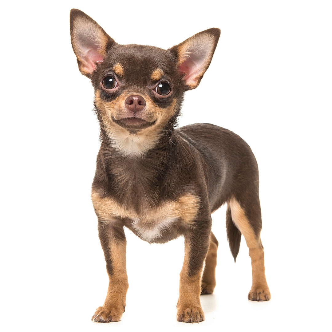 purina chihuahua