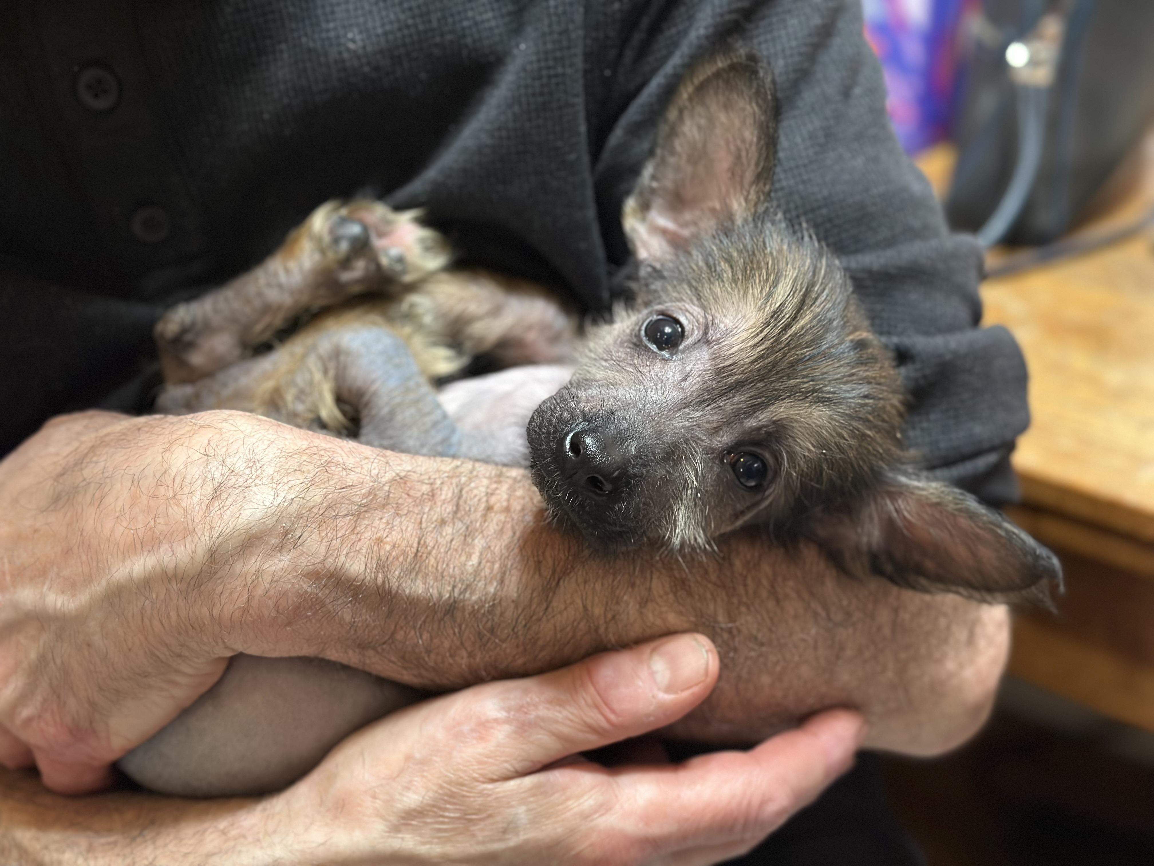 adopted pets petfinder