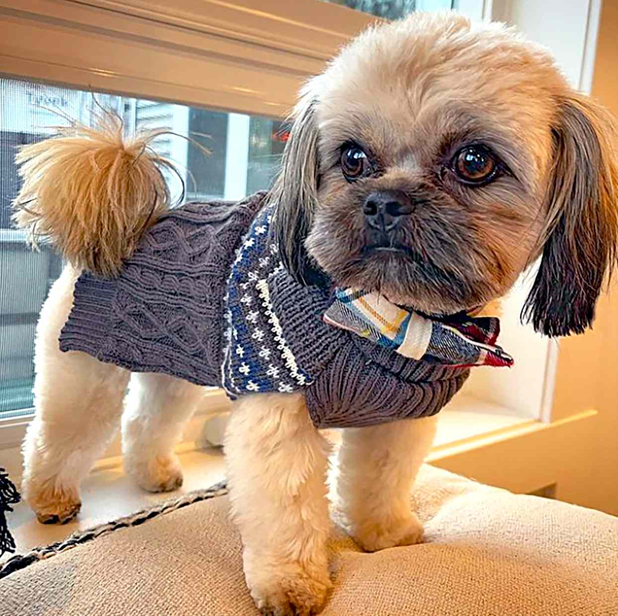 chihuahua and shih tzu mix for sale