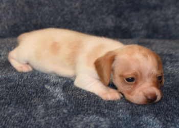 places that sell puppies