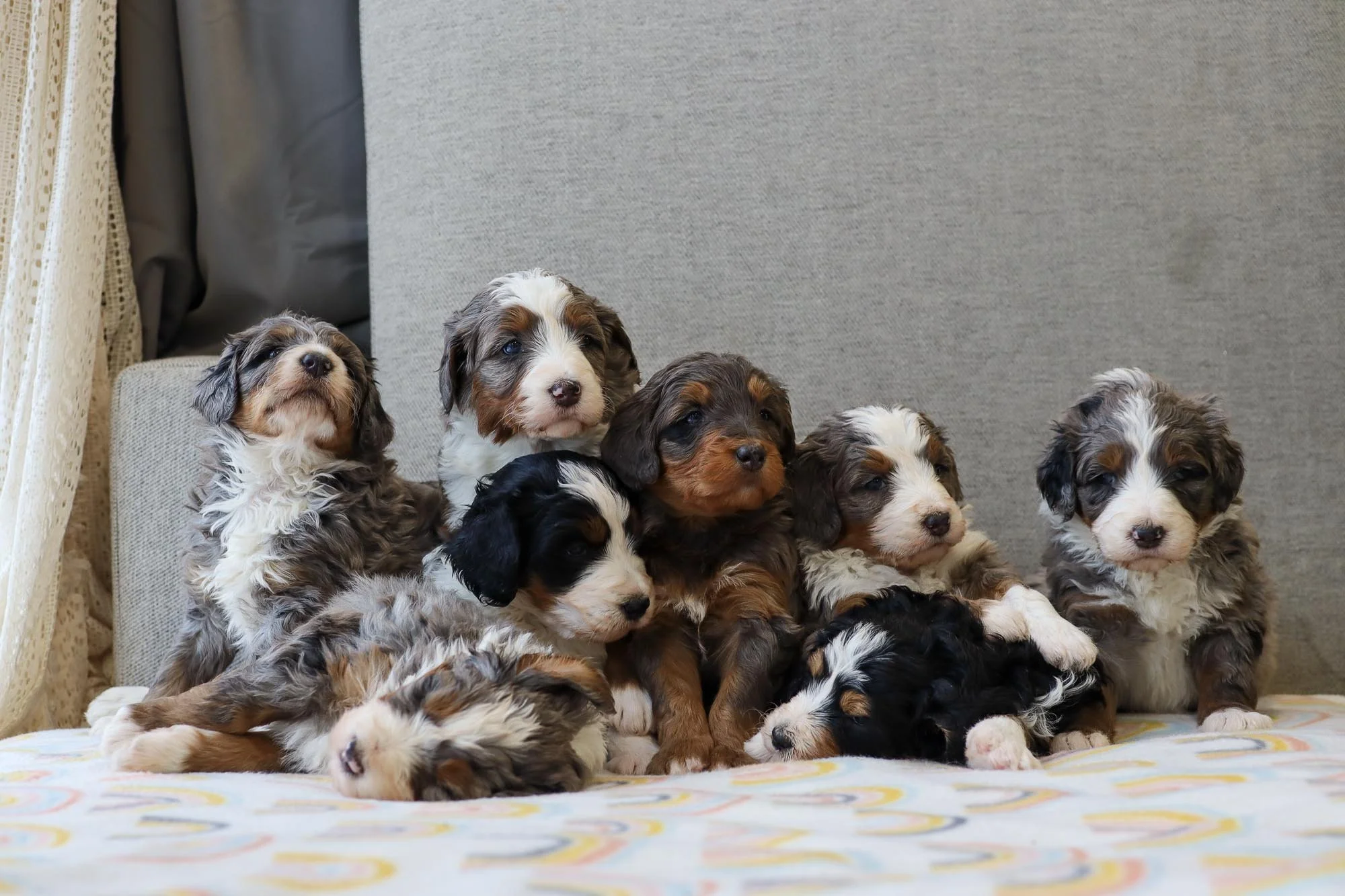 bernedoodle for sale illinois