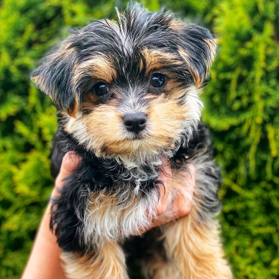 puppy for sale in michigan