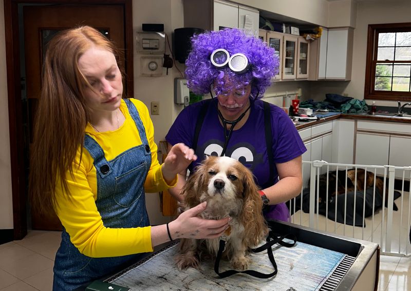 pet street norwich ny