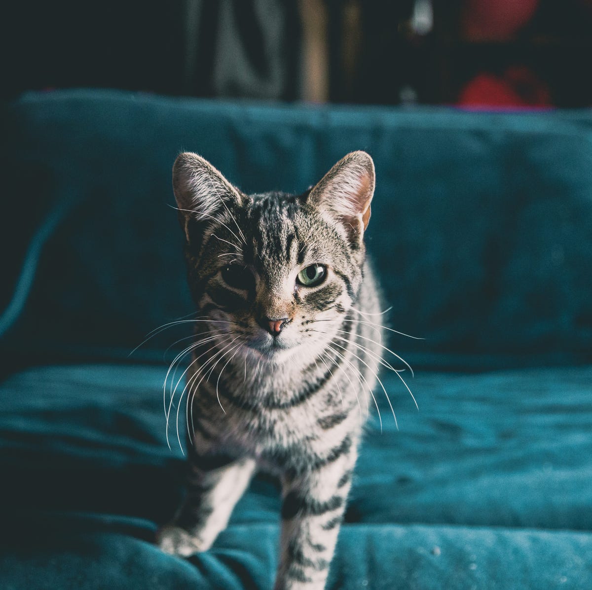 best cats for pets