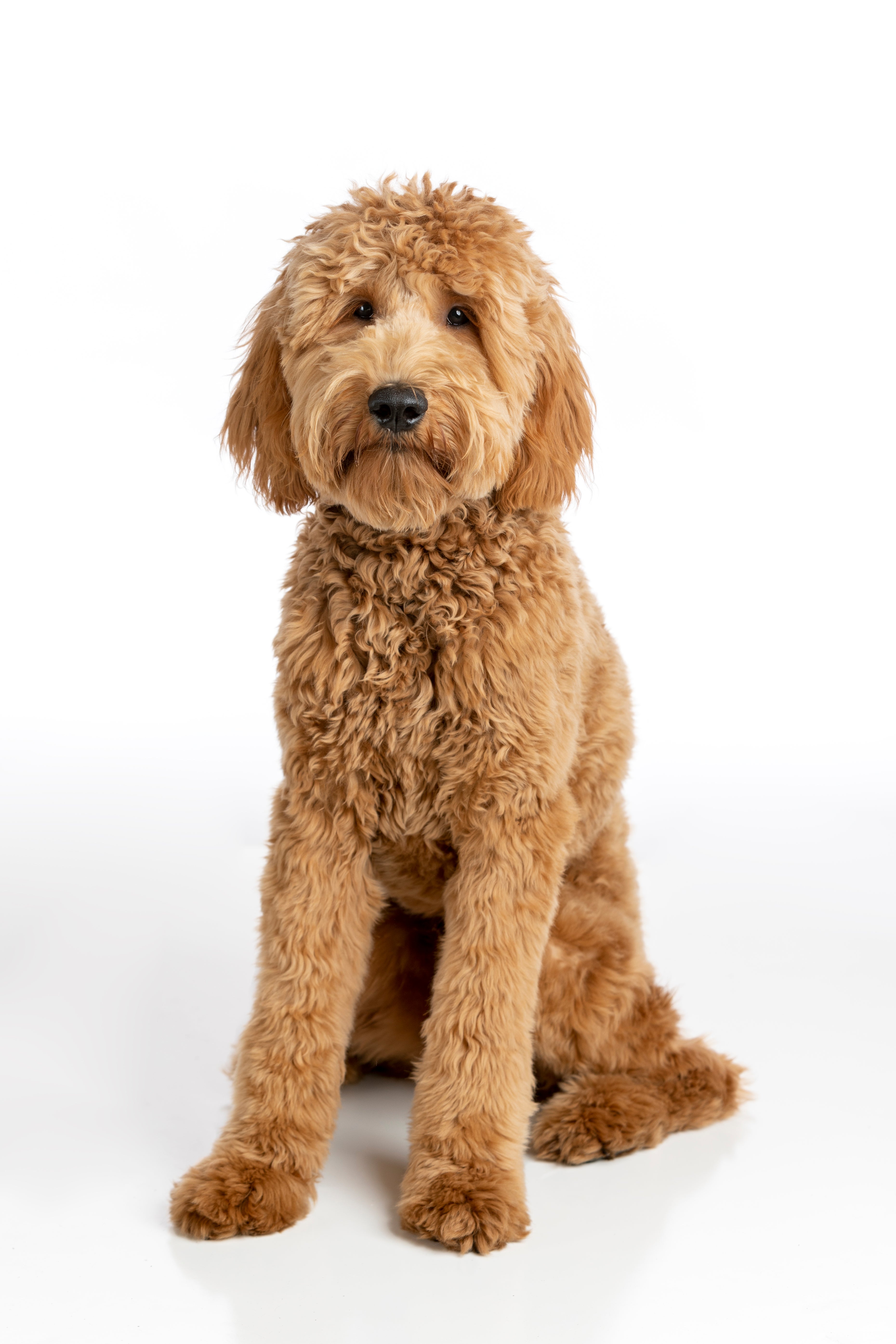 goldendoodle for adoption near me