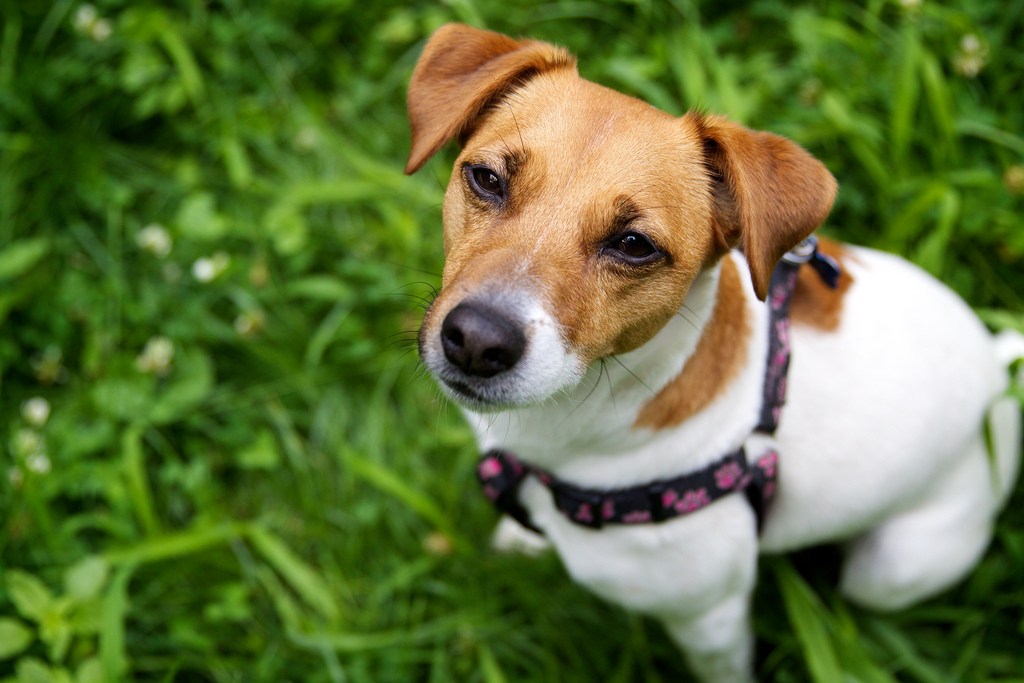 jack russell terriers for adoption near me